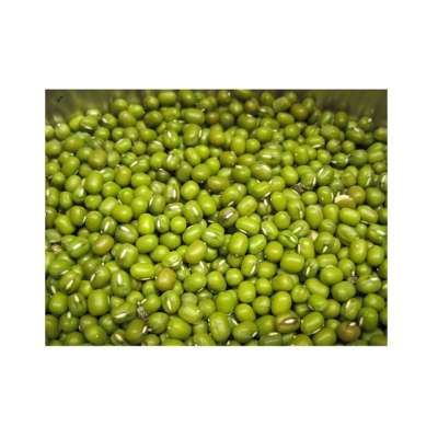 Fresh Mung Beans with FDA, HACCP Certificate - Dried Mung Beans Export to EU, USA, Japan, UAE, etc - Canned Vigna Beans